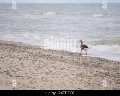 Wild gray goose Anser Anser on the seashore of Kattegat sea beach near water in Skagen, Grenen cape. Stock Photo