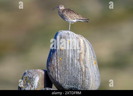 Common whimbrel (Numenius phaeopus islandicus) from Borgafjordur, east Iceland in May. Stock Photo