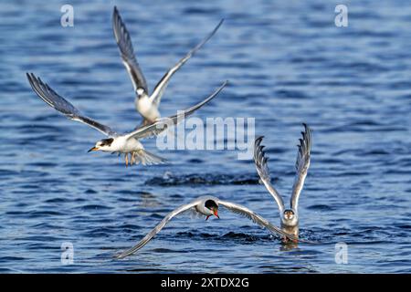 Juvenile and adult common terns (Sterna hirundo) in breeding plumage flying over water, fishing along the North Sea coast in summer Stock Photo