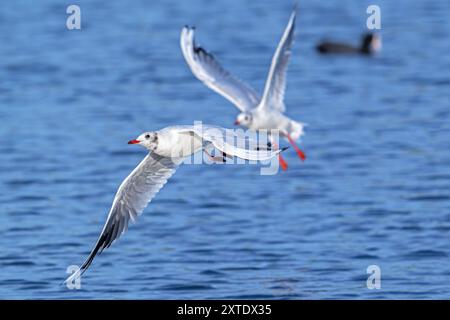 Two black-headed gulls (Chroicocephalus ridibundus) adult seagulls in non-breeding plumage flying over water of lake in summer Stock Photo