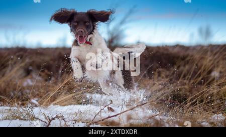 A spirited dog bounds through snow-covered fields in the countryside, enjoying the winter weather with a joyful expression. Stock Photo