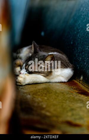 A serene image of a grey and white cat sleeping soundly in a secluded, cozy spot. The cat is curled up with its paw resting near its face, exuding a s Stock Photo