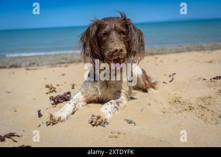 A Happy Dog Relaxing on a Sandy Beach in Wales Under a Clear Blue Sky Stock Photo