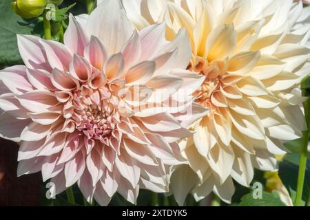 Dahlia 'Cafe au Lait' Dahlia flower Dahlias informal decorative dahlia Stock Photo