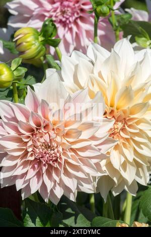 Dahlia 'Cafe au Lait' Dahlia flower Stock Photo