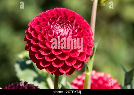 Dahlia "Cornel" Dahlia Pompon flower Stock Photo