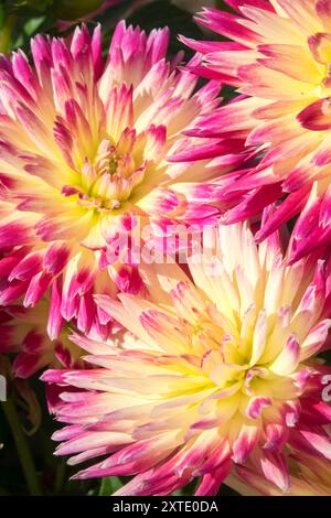 Dahlia 'Electric Flash' Cactus Dahlia Stock Photo