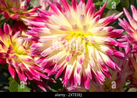 Dahlia 'Electric Flash' Cactus Dahlia Stock Photo