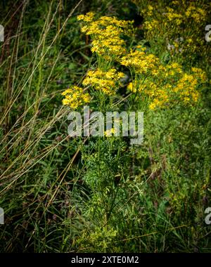 Sheep Ragwort Classic yellow flowers of common ragwort (Senecio jacobaea), a plant ...