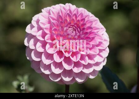Dahlia "Wizard of Oz" Dahlia pompon flower Asteraceae Stock Photo