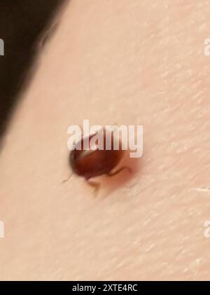 Red Marsh Ladybird (Coccidula rufa) Insecta Stock Photo - Alamy