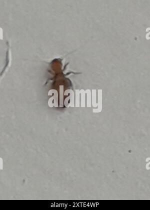 House Psocid (Liposcelis bostrychophila) Insecta Stock Photo - Alamy