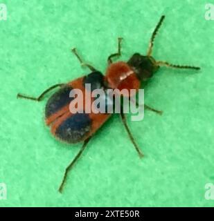 Four-spotted Collops (Collops quadrimaculatus), Insecta, Loreto, MX-BS ...