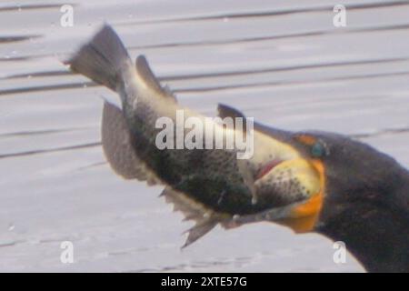 Spotted Sand Bass (Paralabrax maculatofasciatus) Actinopterygii Stock Photo