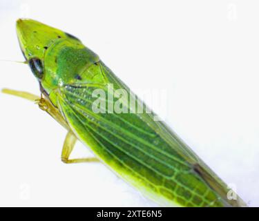 (Draeculacephala balli) Insecta Stock Photo - Alamy
