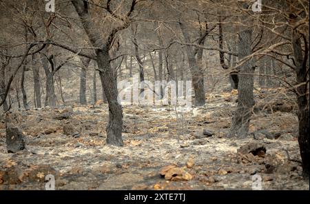 Charred soil of a Mediterranean pine forest after a fire due to a summer heat wave Stock Photo
