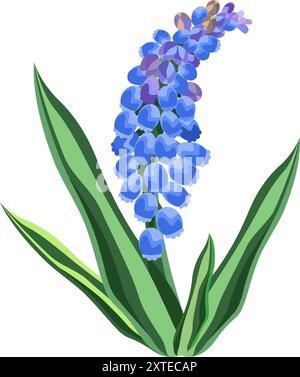 Muscari is  cobalt-blue flowers to upside-down clusters of grapes. Botanical vector illustration Stock Vector