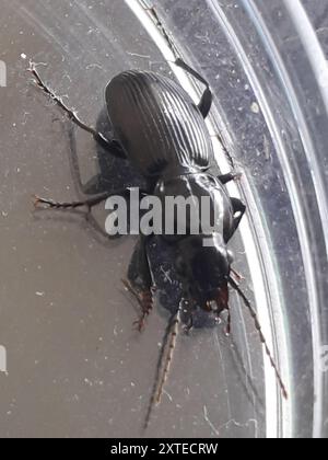 Clock Insect Black Clock (Pterostichus madidus) Insecta Stock Photo - Alamy