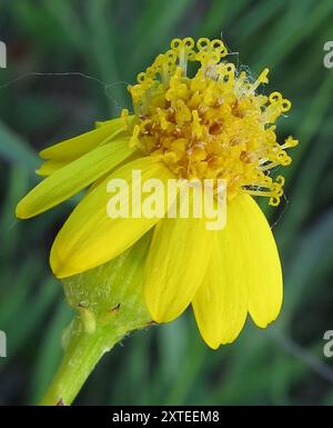 golden ragwort (Packera aurea) Plantae Stock Photo