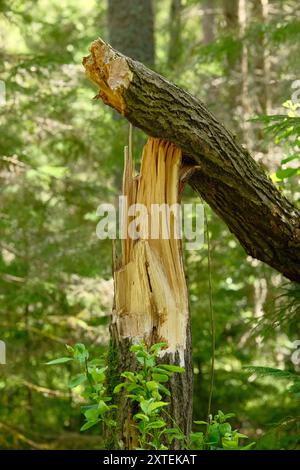 Broken tree trunk in the forest. Fallen pine tree. Tree damage. Stock Photo
