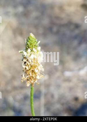 ribwort plantain (Plantago lanceolata) Plantae Stock Photo - Alamy