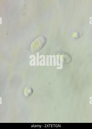 wallemia-mellicola-fungi-stock-photo-alamy