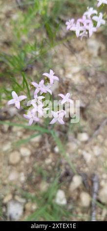 diamond-flowers (Stenaria nigricans) Plantae Stock Photo