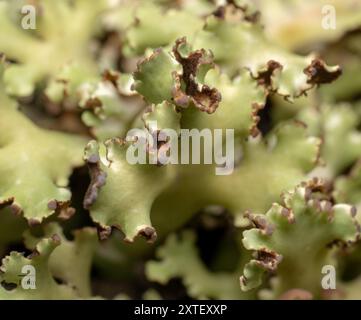 (Cladia muelleri) Fungi Stock Photo - Alamy