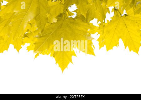 Beautiful Yellow Autumn leaves Decorative Border Frame template on white background with copy space. Stock Photo
