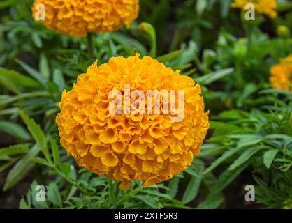 Close-up of Orange marigold flower, beautiful natural flower in the park. Tagetes erecta. Nature background. Stock Photo