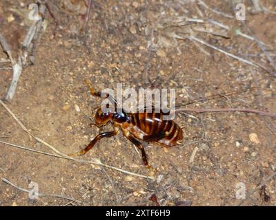 Maxentius Insect Sand Crickets (Maxentius Stock Photo - Alamy