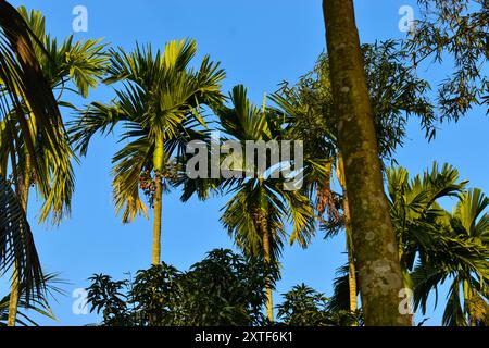 Row of green trees with a blue sky in the background Stock Photo