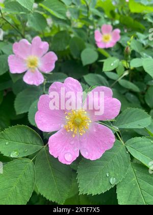 Pink rosehip flower after the rain. Blooming rosehip flower, beautiful pink flower with water drops after rain on a bush branch. Beautiful natural bac Stock Photo