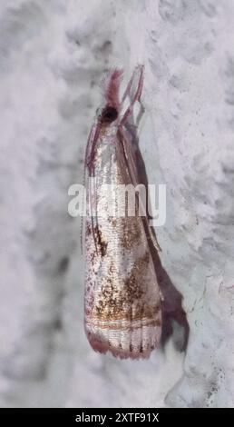 Elegant Grass-veneer (Microcrambus elegans) Insecta Stock Photo