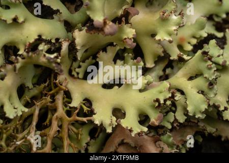 (Cladia muelleri) Fungi Stock Photo - Alamy