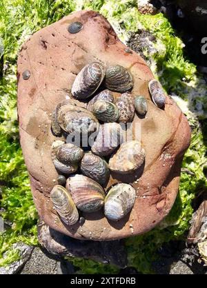 Blackfoot Paua (Haliotis iris) Mollusca Stock Photo