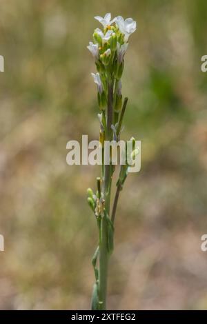 drummond's rockcress (Boechera stricta) Plantae Stock Photo - Alamy