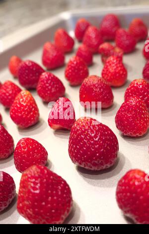 Whole garden strawberries (Fragaria) - set individually on a baking sheet ready to be frozen - edible fruit - angle view. Stock Photo