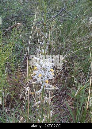 Grass Lilies (Chlorophytum) Plantae Stock Photo - Alamy