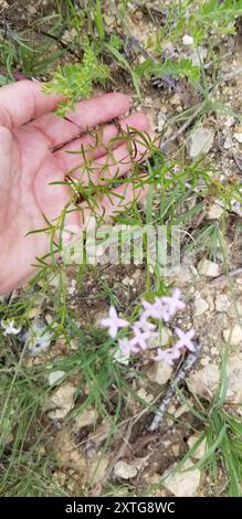 diamond-flowers (Stenaria nigricans) Plantae Stock Photo