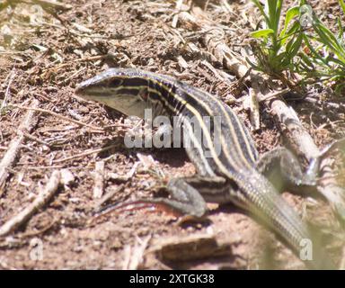 Plateau Striped Whiptail (Aspidoscelis velox) Reptilia Stock Photo