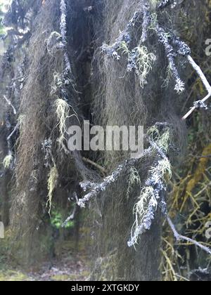 Horsehair Lichens (Bryoria) Fungi Stock Photo