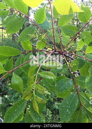 poison sumac (Toxicodendron vernix) Plantae Stock Photo