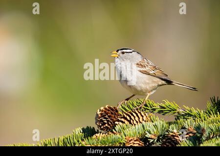 White-crowned Sparrow vocalizing on spruce tree in Southcentral Alaska. Stock Photo