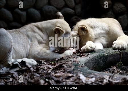 August 7, 2024: August 10, 2024. The white lion is a rare color mutation in the Timbavati area. White lions are the same reddish African lions (Panthera leo krugeri). Occasionally found in Southern African nature reserves, they are selectively bred in many zoos worldwide. This white lion was photographed at Las Delicias Zoo, in the city of Maracay, Aragua state. Photo: Juan Carlo HernÃndez (Credit Image: © Juan Carlos Hernandez/ZUMA Press Wire) EDITORIAL USAGE ONLY! Not for Commercial USAGE! Stock Photo