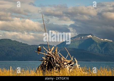 Bald Eagle perched on wood pile in Southcentral Alaska. Stock Photo