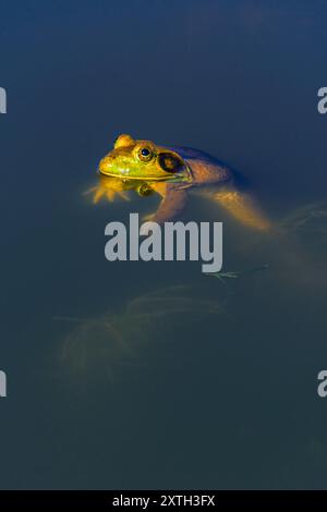 Male American Bull Frog (Lithobates catesbeianus) floating on still water of lake in morning light, Castle Rock Colorado USA. Photo taken in July. Stock Photo