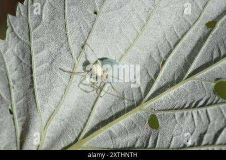 Closeup of female spider Enoplognatha ovata or the similar Enoplognatha latimana, family Theridiidae. With a cocoon on the underside of a leaf. Summer Stock Photo