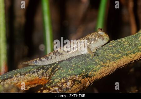 The barred mudskipper (Periophthalmus argentilineatus) or silverlined mudskipper. Stock Photo