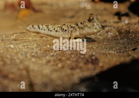 The barred mudskipper (Periophthalmus argentilineatus) or silverlined mudskipper. Stock Photo